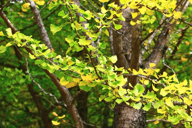 Листья дерева гинкго или девичьего дерева меняют цвет.