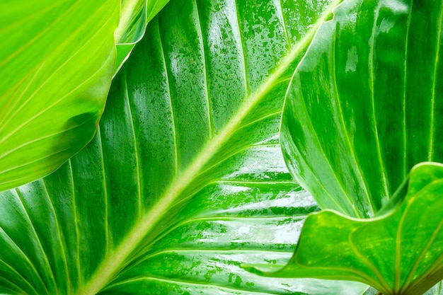  Leaves green after rain  background.