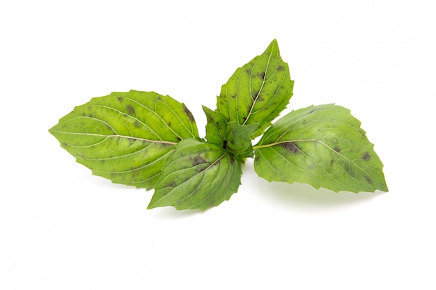 The leaves of green Basil on white