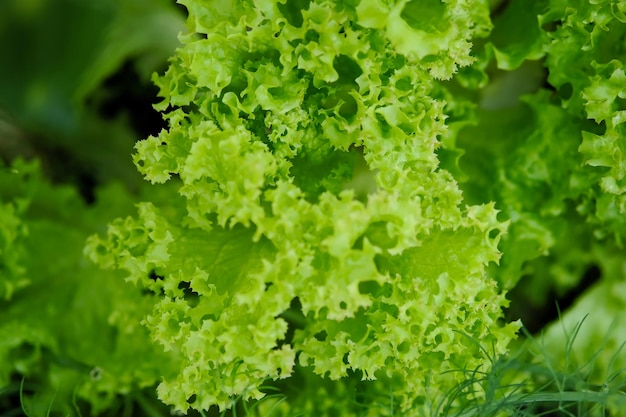 Leaves of green curly lettuce Lettuce Green salad on the bed Green salad is close