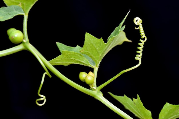 Photo leaves green fruits and tendrils of red bryony and white bryony