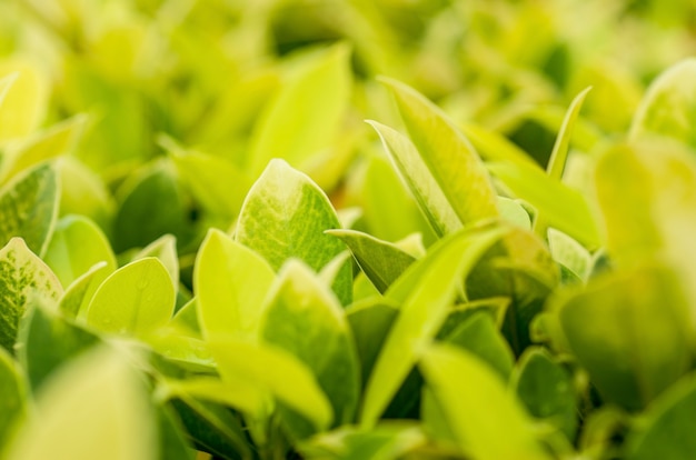 Leaves green, light yellow with patterned background blur.