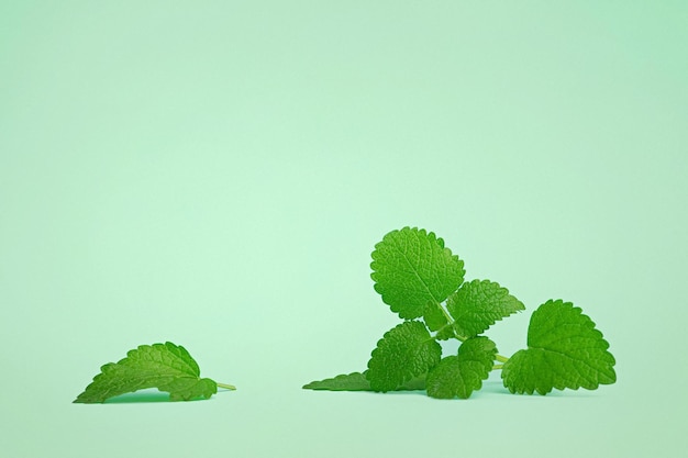 Leaves of green melissa mint on a green background