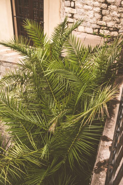 Leaves of green southern European palm tree