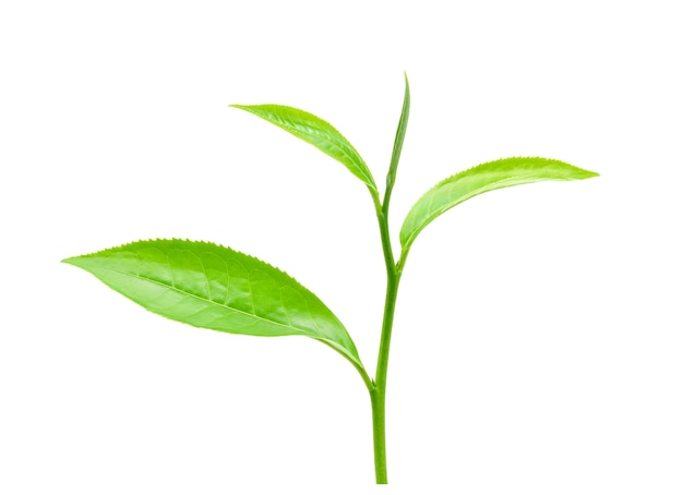 Leaves green tea isolated on white background.