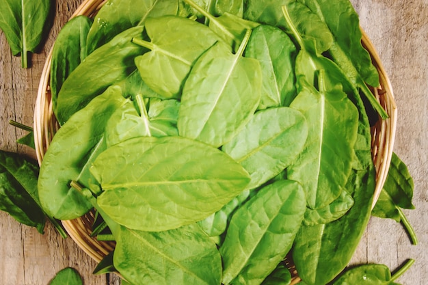 The leaves of greens, sorrel and spinach. Selective focus.