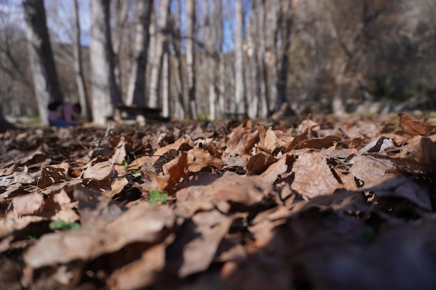 Foto lascia a terra a pozo alcon jaen spagna