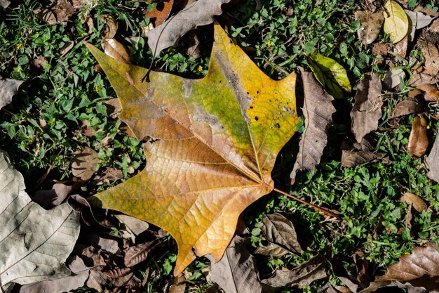 Leaves on ground