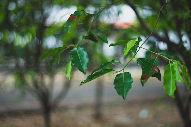 leaves growing on a tree with bokeh background