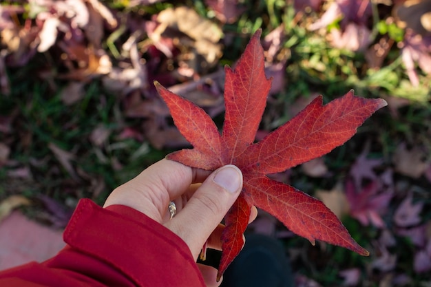 女の子の手の中の葉 女の子の手に紅葉