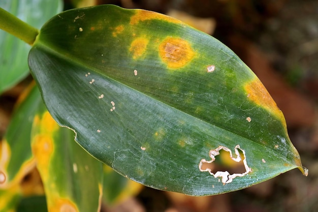 The leaves have interesting details.
