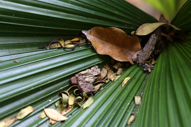 The leaves have interesting details.
