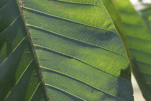 The leaves have interesting details.