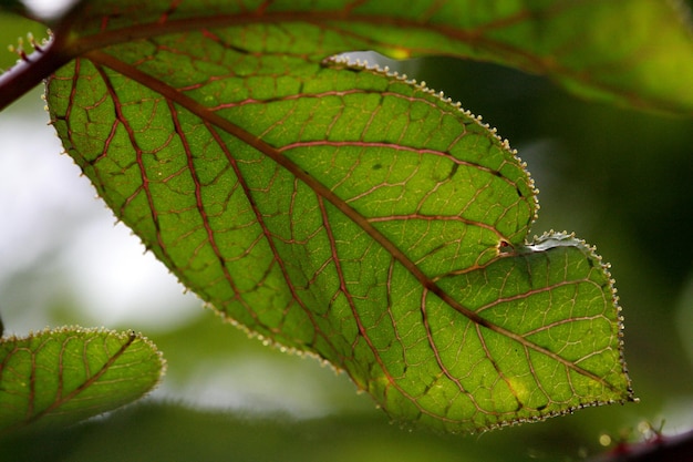 The leaves have interesting details.