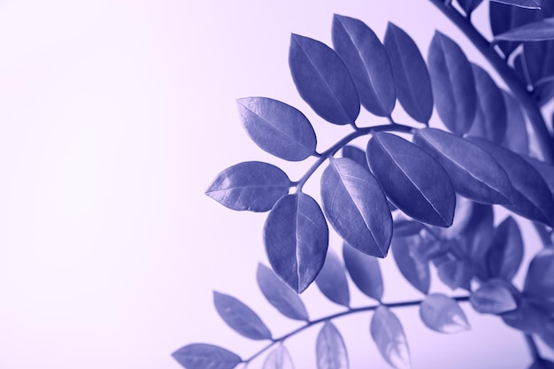 Листья домашнего растения Замиокулькас окрашены в фиолетовый цвет Очень пери - цвет года.