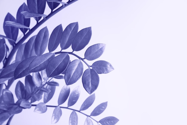 흰색 배경에 보라색으로 톤된 홈 식물 자미오쿨카스는 올해의 색을 남깁니다.