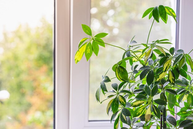 Foto foglie del primo piano della pianta della casa in piedi vicino alla finestra