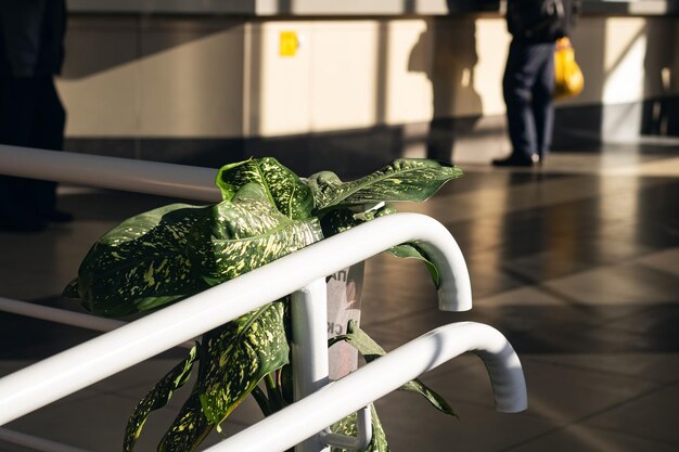 Leaves of a house plant on railing in public place