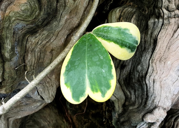 Leaves of hoya kerrii craib on nature background