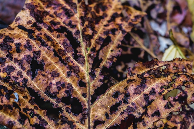 Leaves In Nature