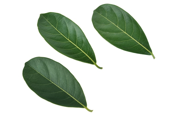 Leaves of jackfruit isolated on a white background