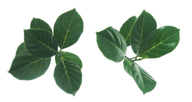 Leaves of jackfruit