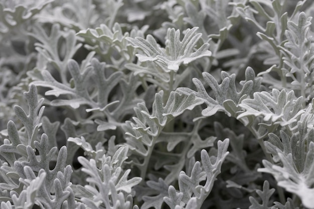 Leaves of Jacobaea maritima commonly known as silver ragwort natural floral macro background