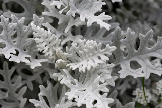 Листья Jacobaea maritima, широко известные как натуральный цветочный макрофон серебряной амброзии