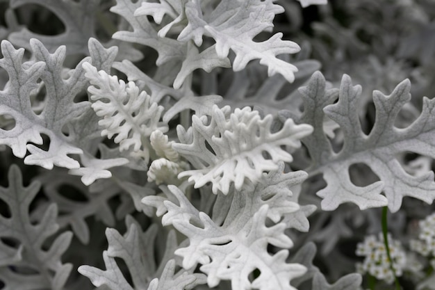 Leaves of Jacobaea maritima commonly known as silver ragwort natural floral macro background