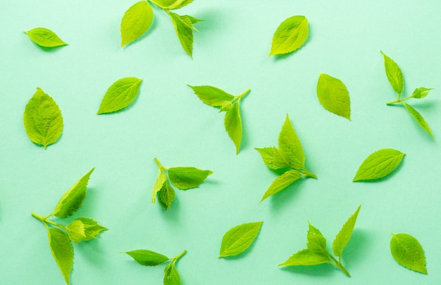 Leaves of jasmine bush