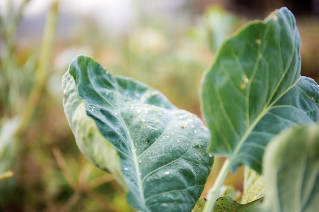 Photo leaves kale in farm