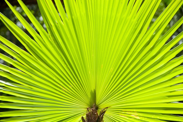 Leaves of a large tree.