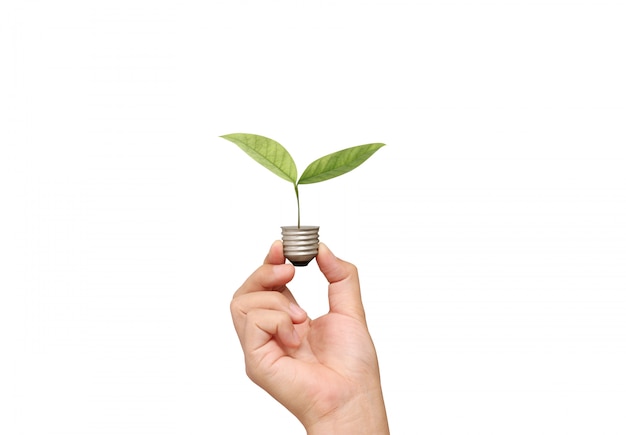 Leaves in a lightbulb