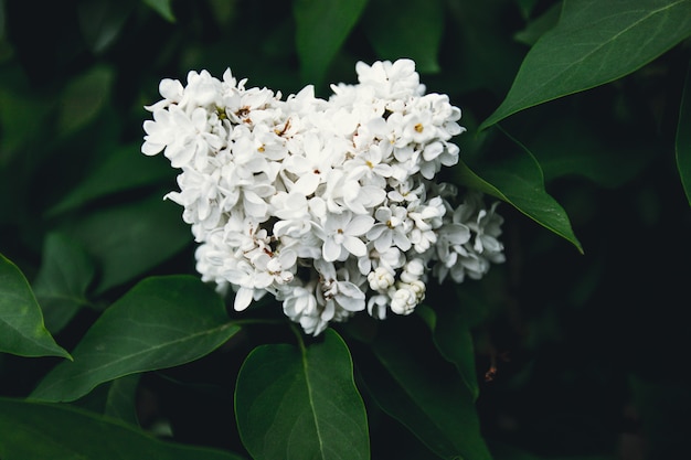 Leaves and lilac on the green background