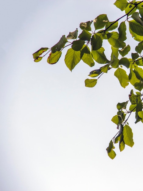 Leaves of a living tree on a background of blue sky