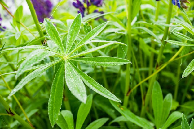 Листья люпина в росе Lupinus lupine lupine розово-фиолетовые и синие Красивая фоновая картинка много зеленых листьев