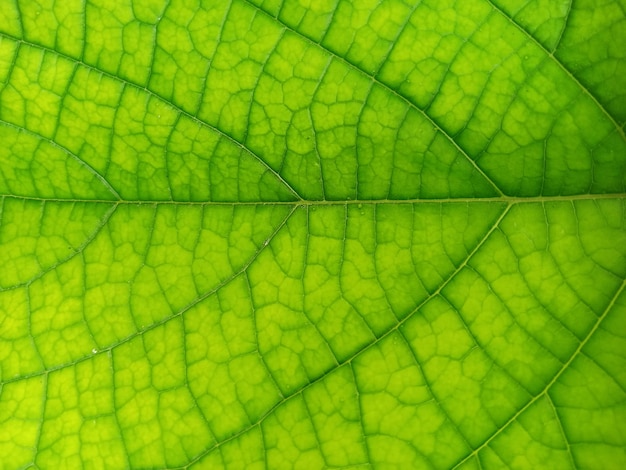 Leaves Macro Closeup Green Chlorophyll Nature Texture Background