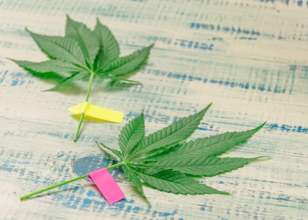 Leaves of marijuana with pasted multicolored stickers Growing marijuana