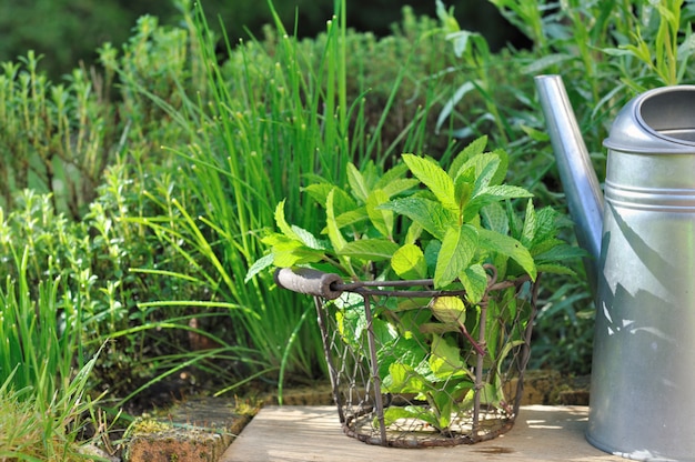 Leaves of mint in garden