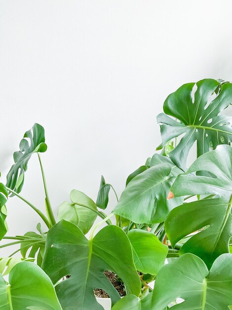 사진 잎 monstera deliciosa 식물 흰색 배경 땅