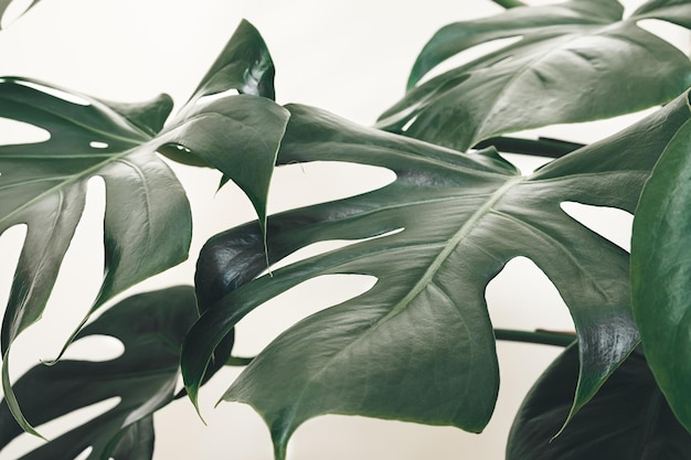 Leaves of Monstera deliciosa or Swiss cheese plant closeup as tropical leaves background