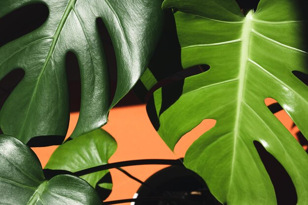 Leaves of Monstera deliciosa or Swiss cheese plant closeup on the orange background