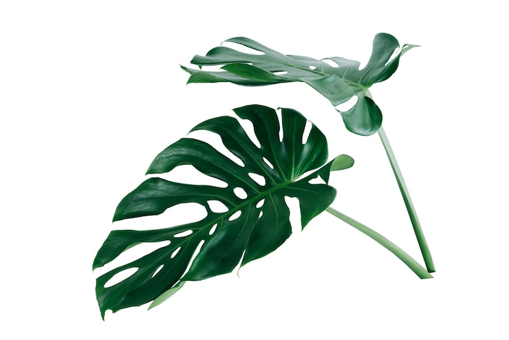 Photo the leaves of monstera and fern the leaves separate the swiss cheese plant separately on a white