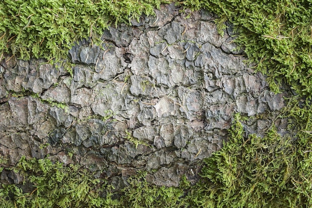 Photo leaves and moss over the bark of the tree in autumn