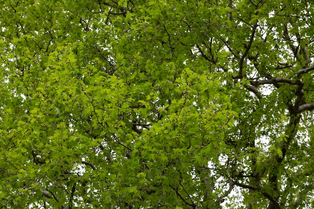 元の形の観賞用の木ユリノキの葉