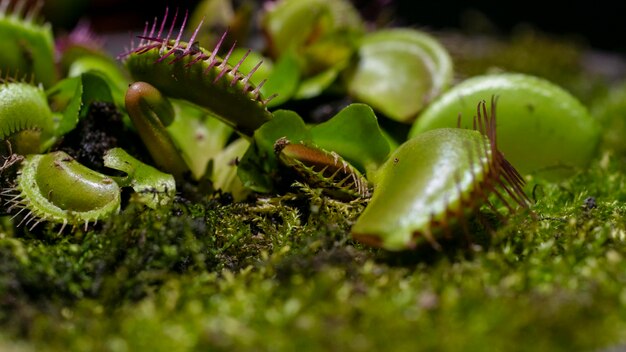 写真 ハエトリグサの葉明るい食虫植物エキゾチックな昆虫を食べる植物自然の背景