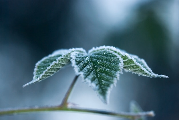 霜で覆われた枝の葉、冷ややかな朝