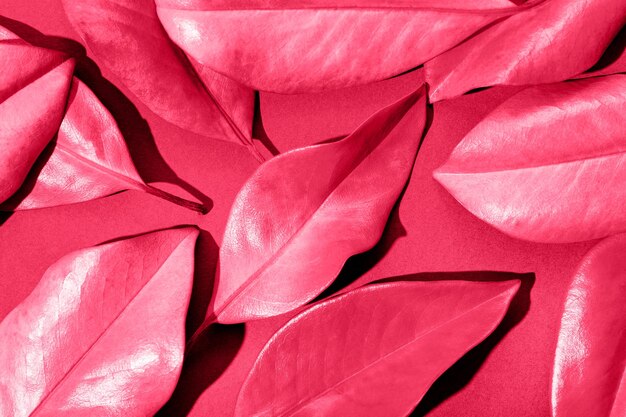 Фото Листья на розовом фоне минималистический фон с тропическими листьями изображение в цвете года 2023