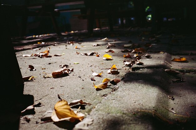 写真 秋の路上の葉