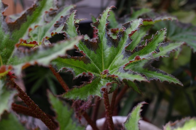 leaves of the ornamental plant begonia cleopatra with green starshaped and velvety leaves